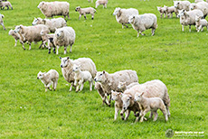 In Schottland gibt es natürlich auch unglaublich viele Schafe