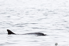 Große Tümmler - Bottlenose Dolphin, Chanonry Point
