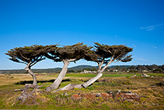 Zypressen auf dem 17 Mile Drive