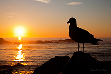 Sonnenuntergang am 17 Mile Drive