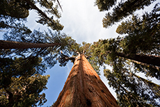 Sequoiariesen