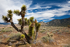Joshua Trees (Yucca), eine typische Wüstenpflanze