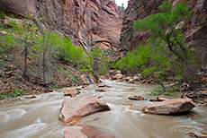 Riverside Walk im Zion NP