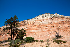 tolle Felsenlandschaft im Zion NP