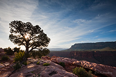 Baum am Toroweap