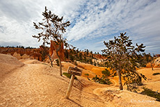 unterwegs auf dem Queens Garden Trail, Bryce Canyon NP