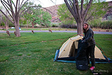 Mule Deers auf der Fruita Campsite, Capitol Reef NP