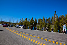 Bärensichtung im Yellowstone Nationalpark