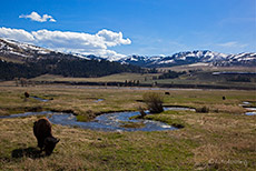 Lamar Valley, Yellowstone Nationalpark