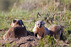 Dachsmutter mit Nachwuchs, Yellowstone Nationalpark