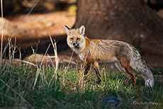 Rotfuchs im Yellowstone Nationalpark