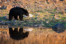 Schwarzbär im Yellowstone Nationalpark