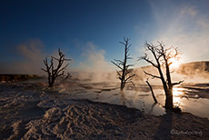 Mammoth Hot Springs, Yellowstone Nationalpark