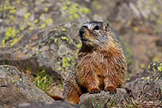 Murmeltier, Yellowstone Nationalpark