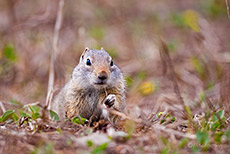 Uinta-Ziesel, Erdhörnchen, Yellowstone Nationalpark