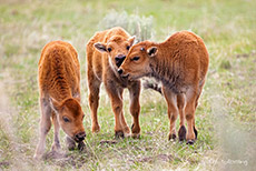 Bisonkälber, Yellowstone Nationalpark