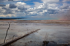 umgestürzte Bäume am Grand Prismatic Spring, Yellowstone Nationalpark