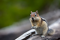 Streifenhörnchen, Yellowstone Nationalpark