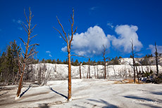 Mammoth Hot Springs, Yellowstone Nationalpark