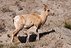 Dickhornschaf beim Säugen, Yellowstone Nationalpark