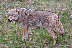 Koyote mit Senderhalsband, Yellowstone Nationalpark