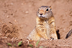 Uinta-Ziesel, Erdhörnchen, Yellowstone Nationalpark