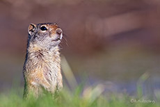 Uinta-Ziesel, Erdhörnchen, Grand Teton Nationalpark