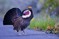 Felsengebirgshuhn, Grand Teton Nationalpark