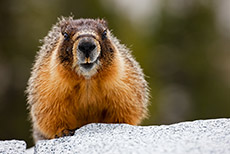 Murmeltier im Yosemite Nationalpark