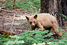 Junger Schwarzbär im Yosemite Nationalpark