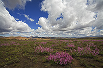 Namibia - Südafrika - Botswana 2006 