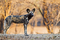 Namibia - Sambia - Zimbabwe - Botswana 2011