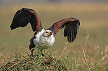 Namibia - Zambia - Botswana 2005