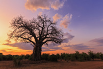 Namibia - Botswana - Südafrika - Zimbabwe 2015