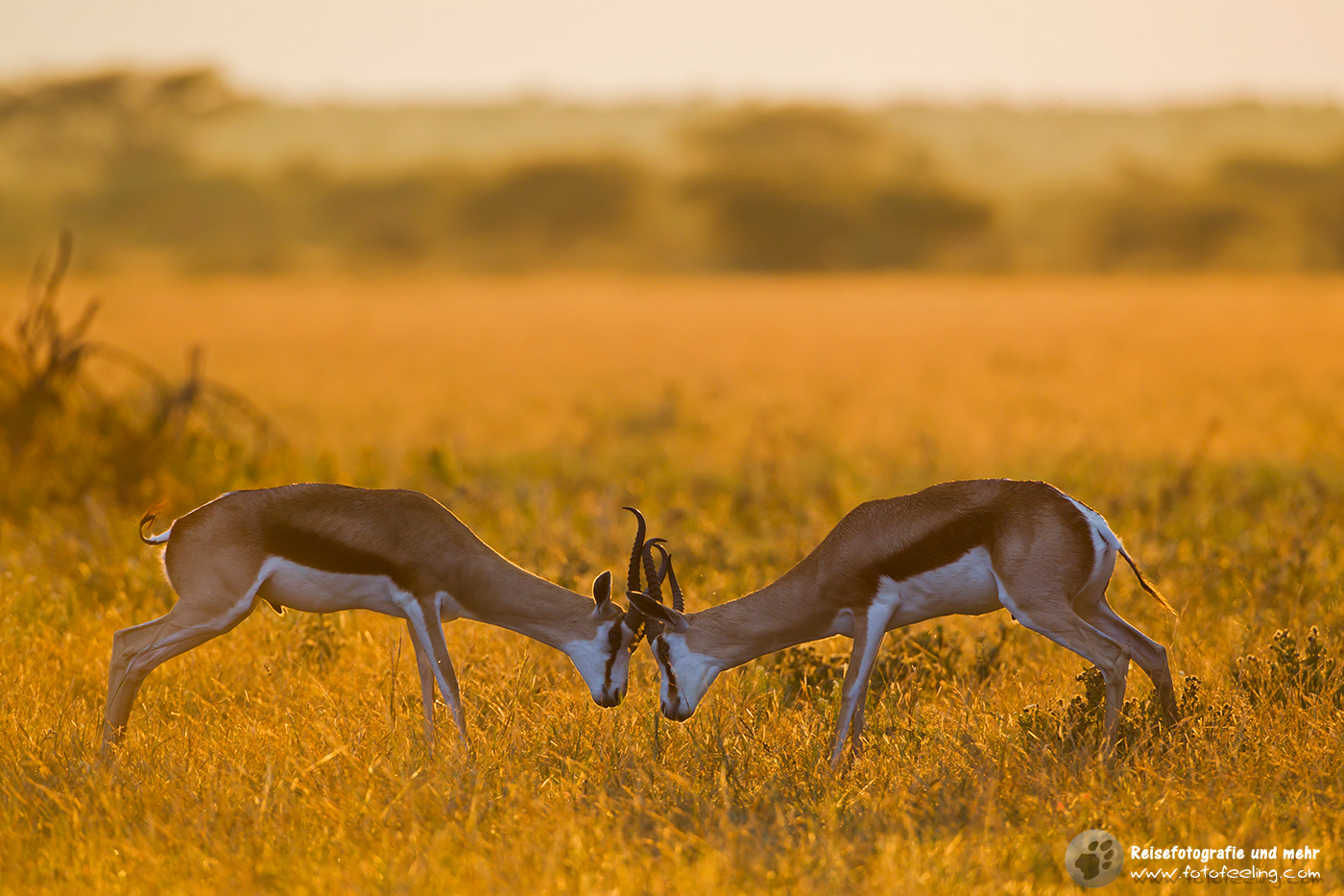 Kämpfende Springböcke (Antidorcas marsupialis)