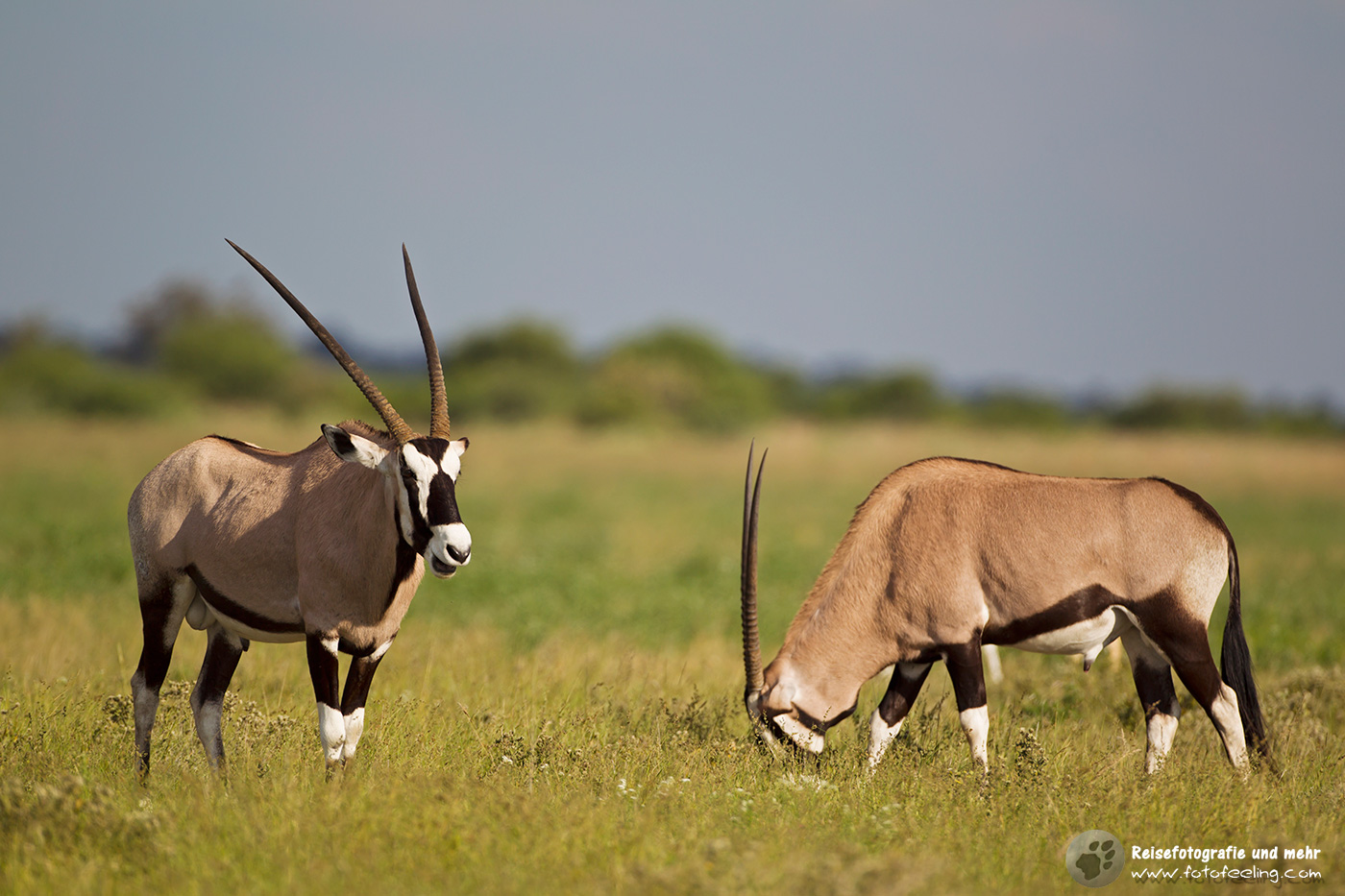Oryxantilope, Spießbock, (Oryx gazella)