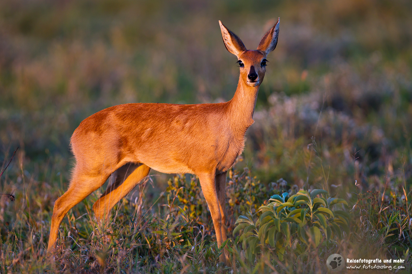 Steinböckchen (Raphicerus campestris)