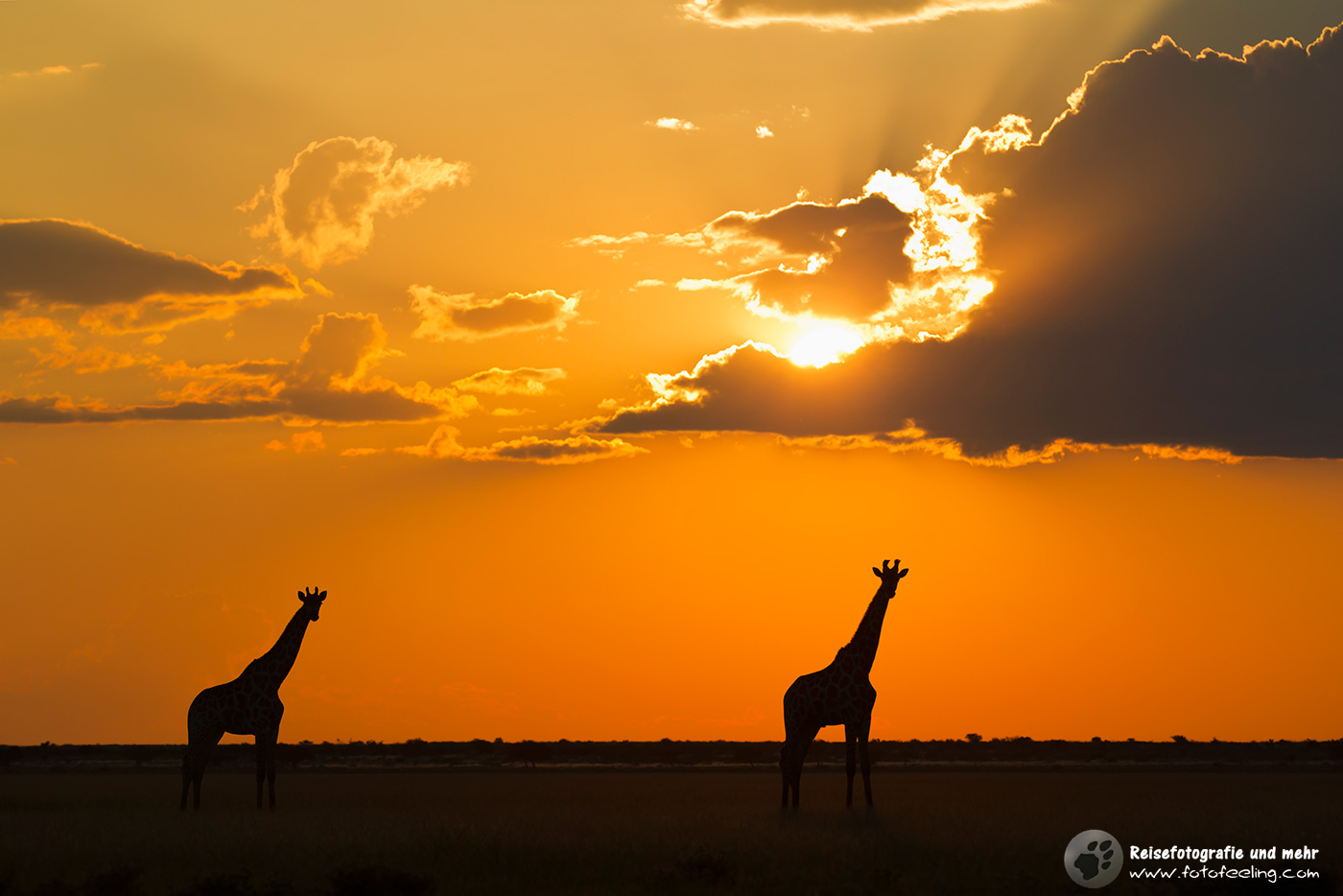 Giraffen (Giraffa camelopardalis) im Sonnenuntergang