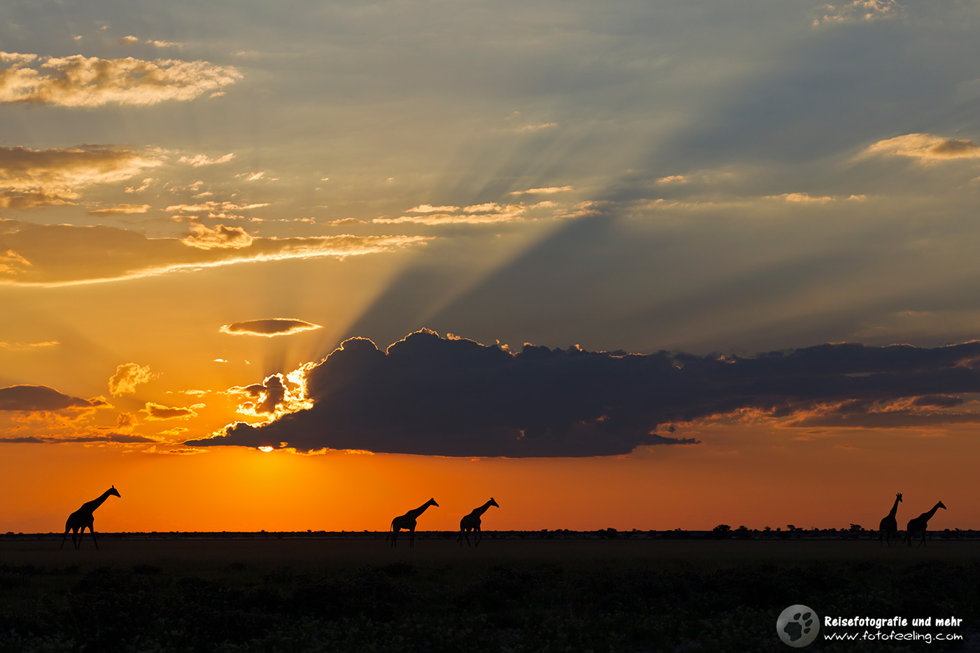 Giraffen (Giraffa camelopardalis) im Sonnenuntergang
