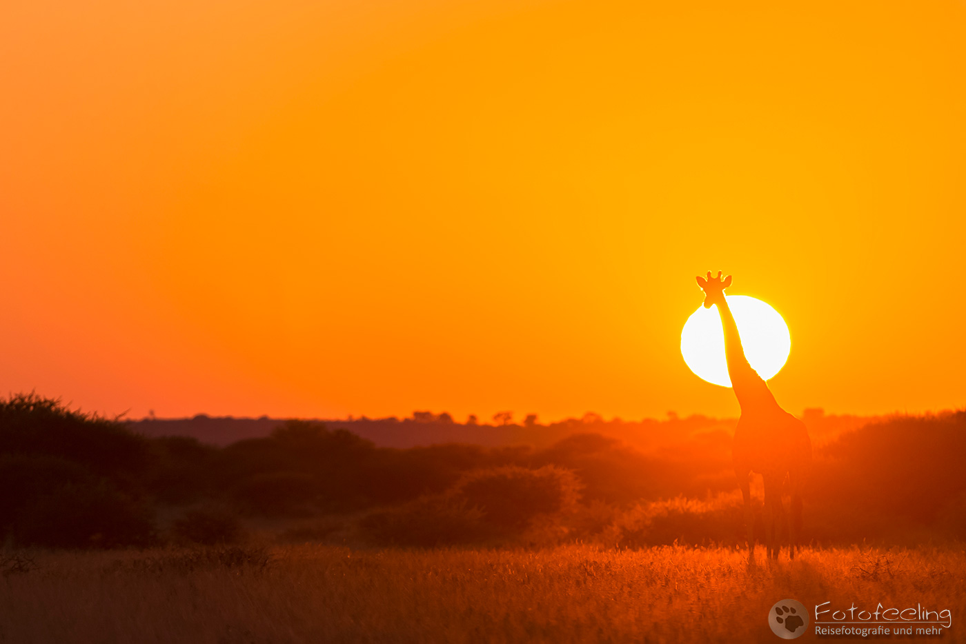 Giraffe (Giraffa camelopardalis) im Sonnenuntergang
