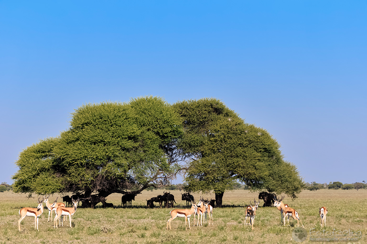 Springböcke (Antidorcas marsupialis), en: Springbok