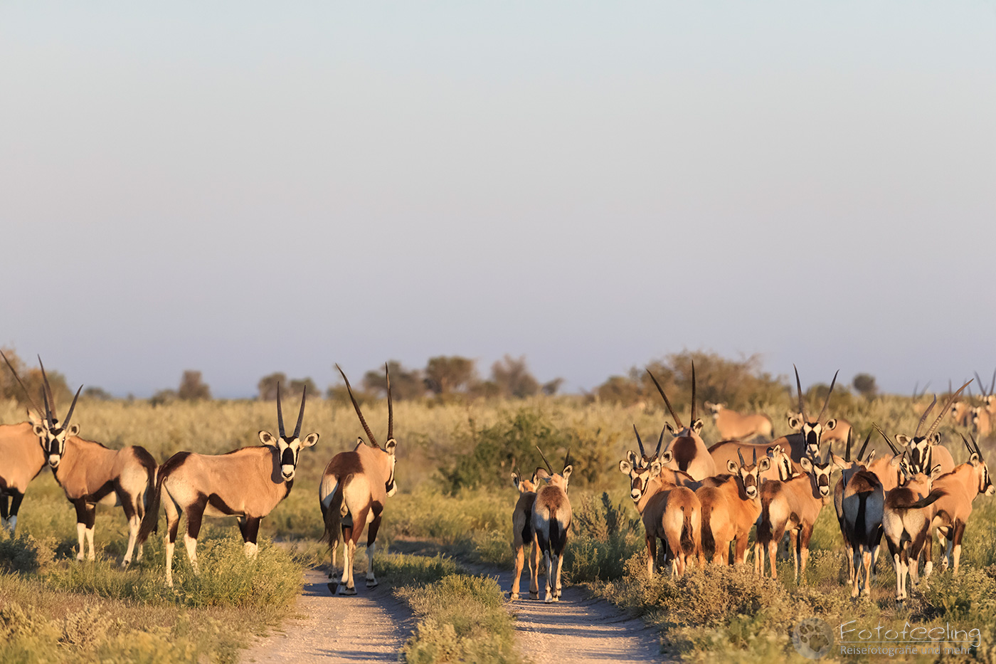 Herde Oryxantilopen, Spießbock (Oryx gazella), en: Gemsbok