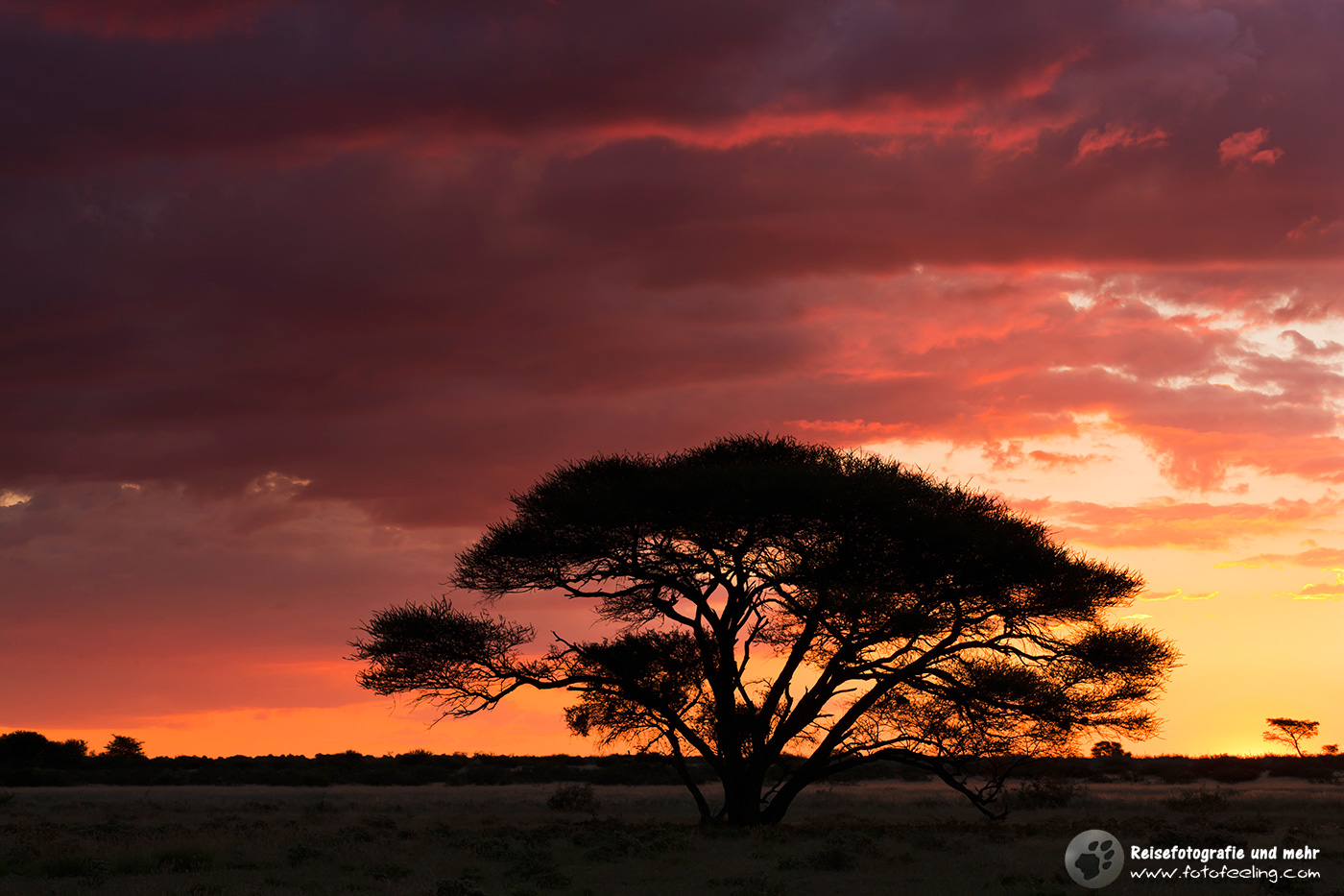 Schirmakazie (Acacia tortilis) im Sonnenuntergang