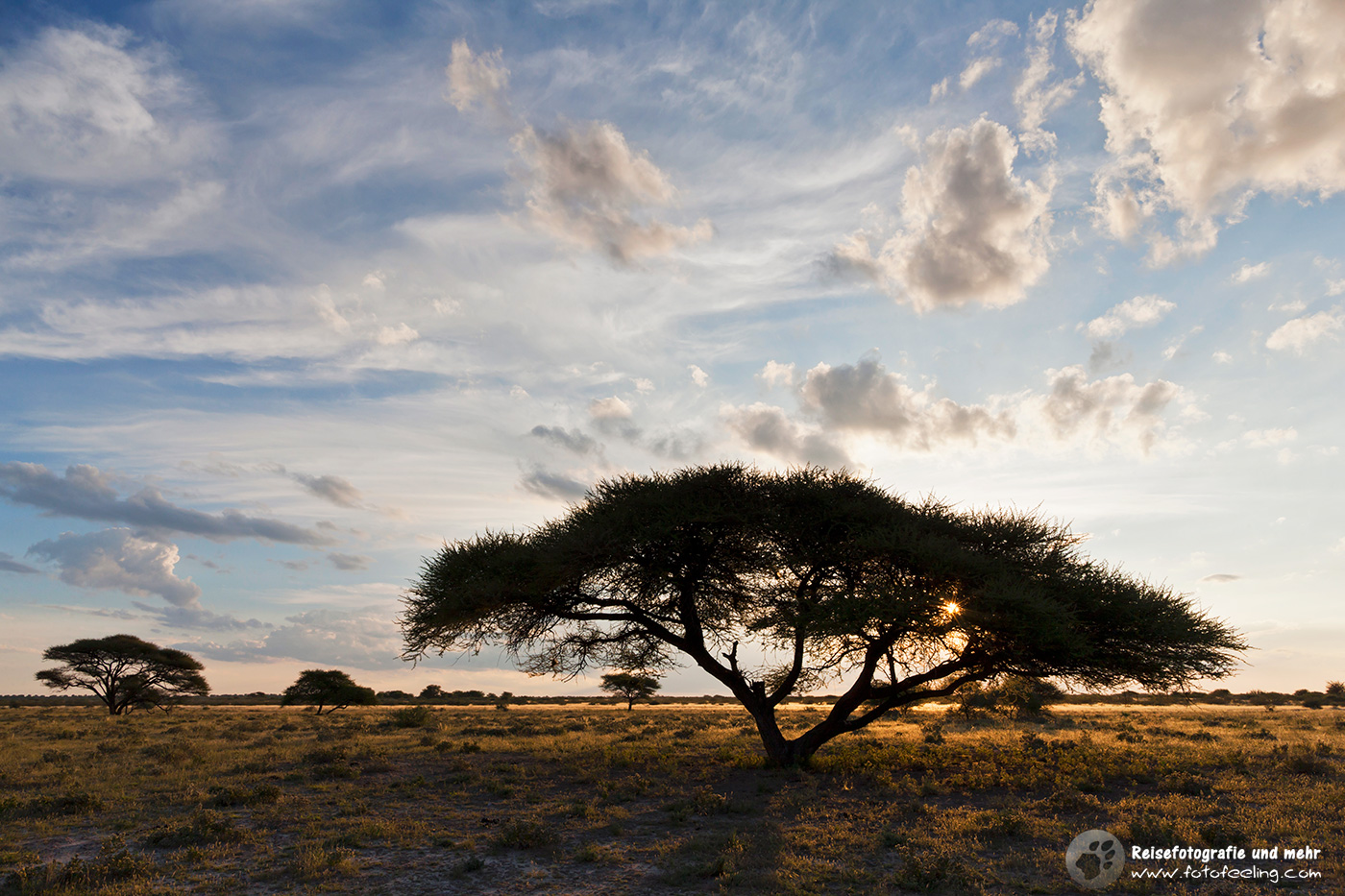 Schirmakazie (Acacia tortilis)