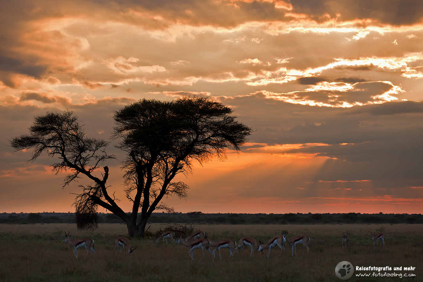 Springböcke (Antidorcas marsupialis) an einer Schirmakazie