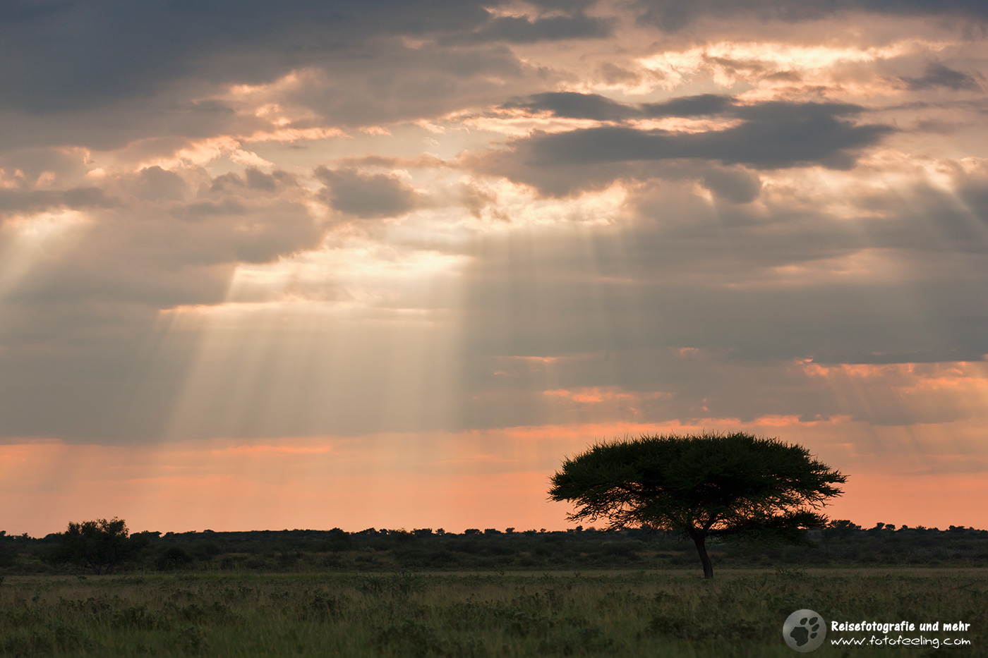 Schirmakazie (Acacia tortilis) im Sonnenuntergang