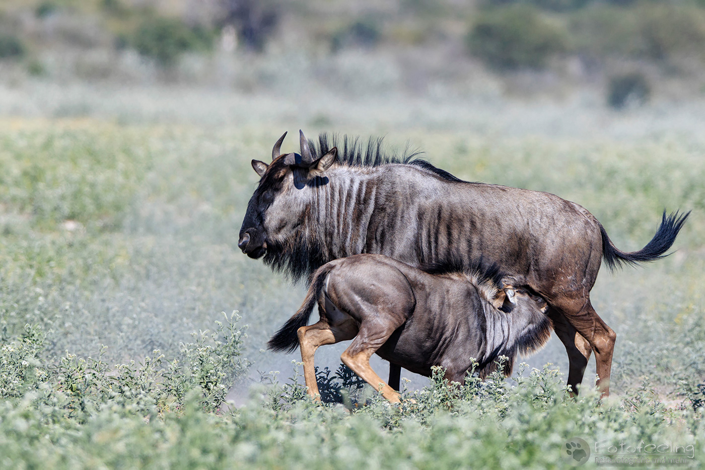 Streifengnu mit Jungtier beim Säugen (Connochaetes taurinus), en:  Blue Wildebeest
