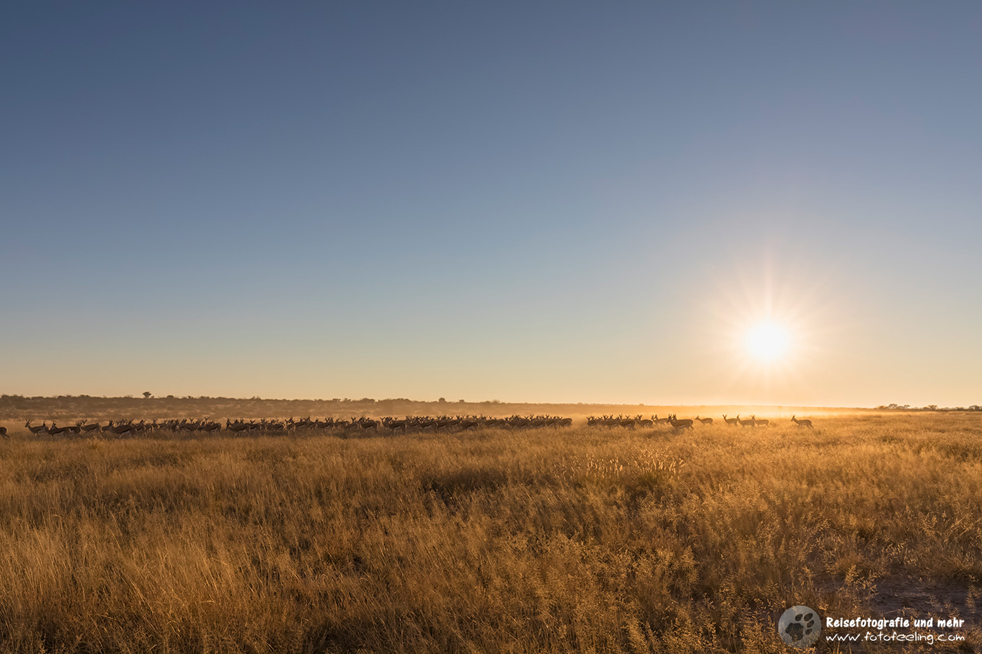 Springbockherde im Sonnenaufgang