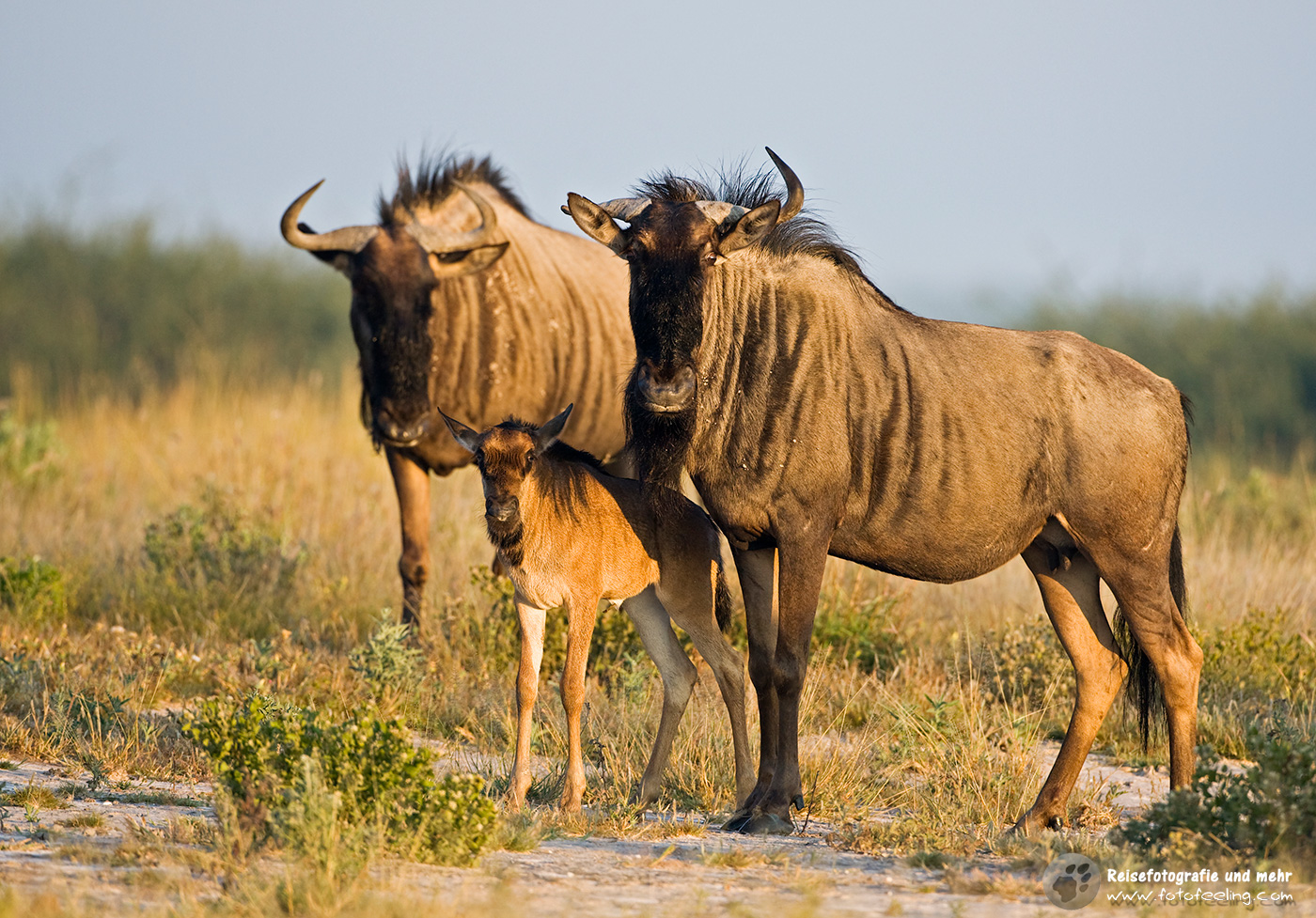 Streifengnu (Connochaetes taurinus) mit Kalb