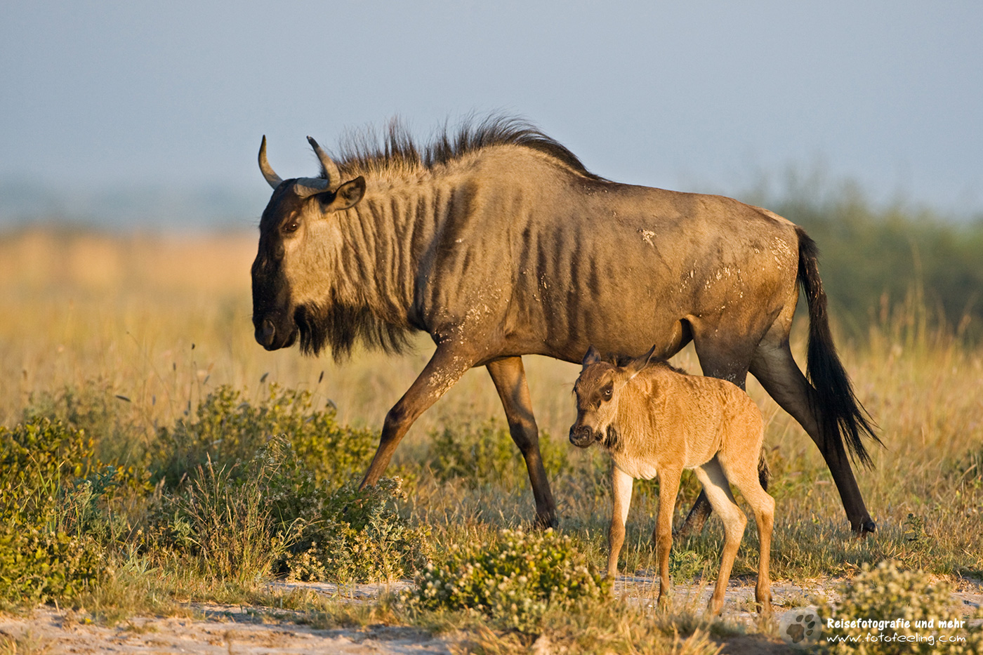 Streifengnu (Connochaetes taurinus) mit Kalb